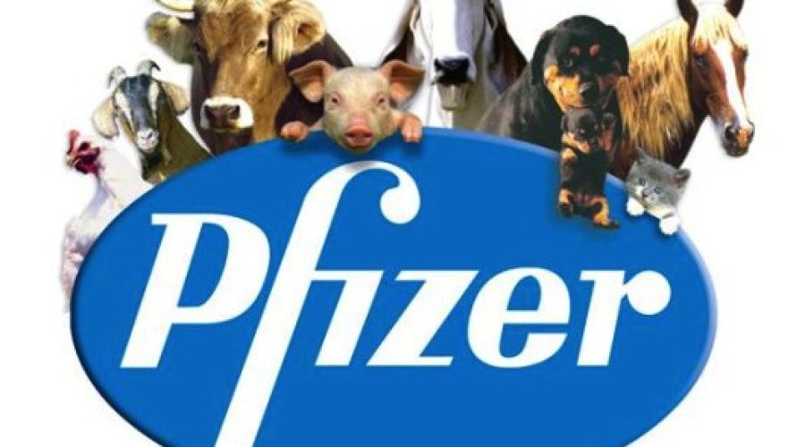 Animal health company, Zoetis, to be spun off Pfizer