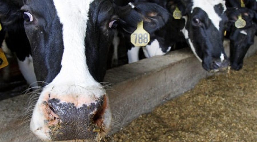 Milking Leads out of Dallas: Dean Foods