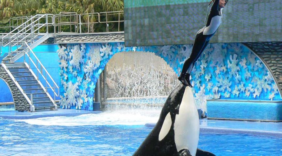 SeaWorld’s IPO Plans