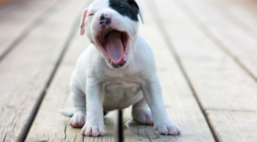 Big Heart Pet Brands launches as standalone company