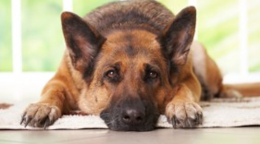 DogVacay leashes a VP of M