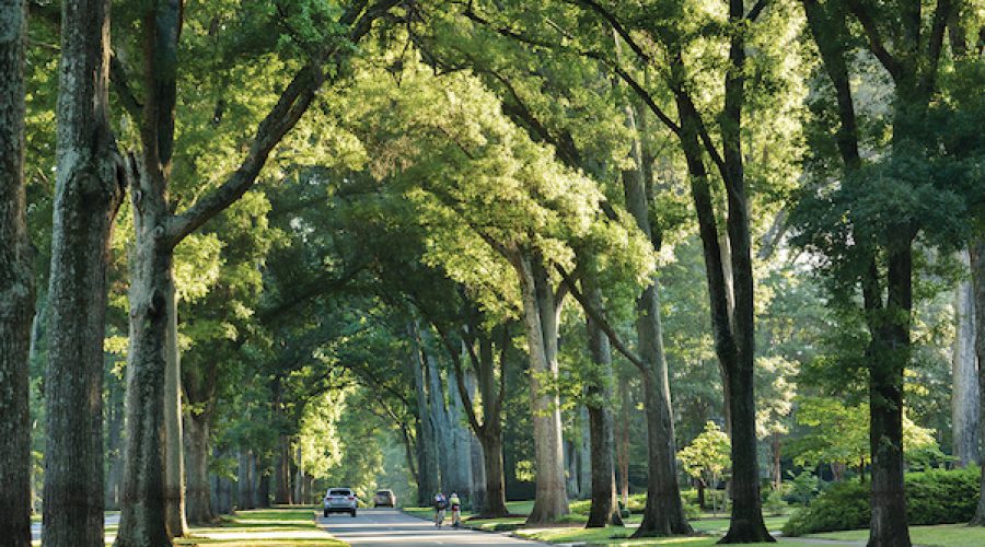 Charlotte Wants to Promote its Trees