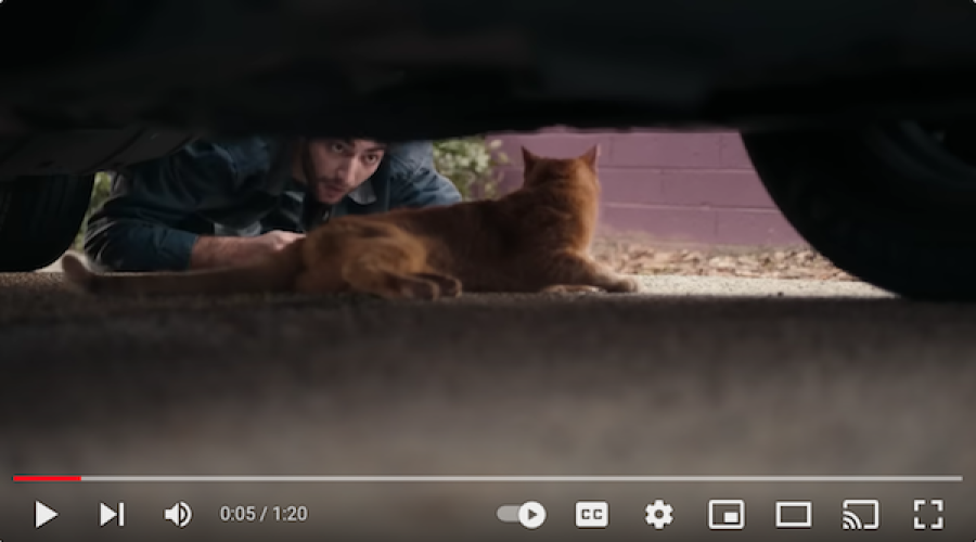 Chewy teaching viewers how to steal & keep a cat: Watch