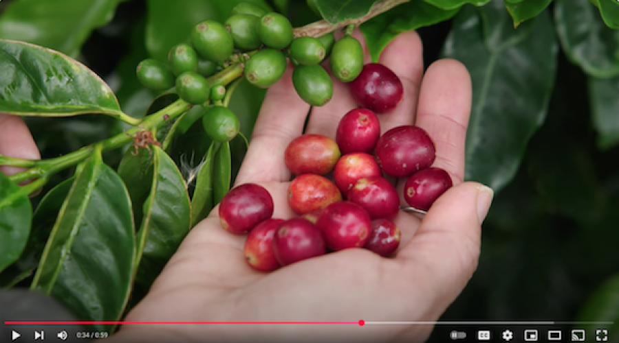 Non-tariffed coffee client lead