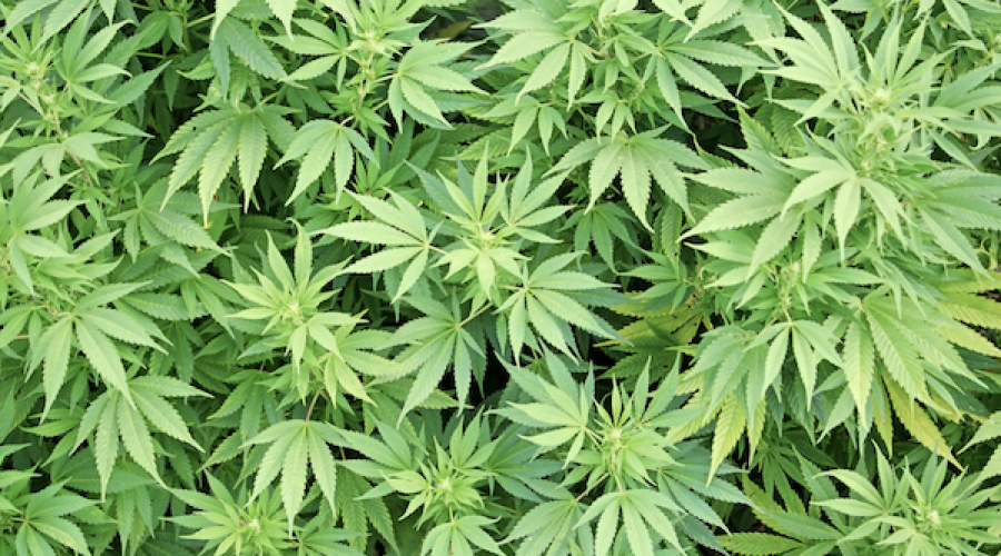 Marijuana Reclassification Could Equal At Least 41 Opportunities